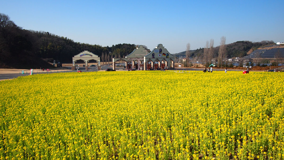 東京ドイツ村の菜の花が見頃でした 1 7日撮影 木更津のことなら きさらづレポート きさレポ