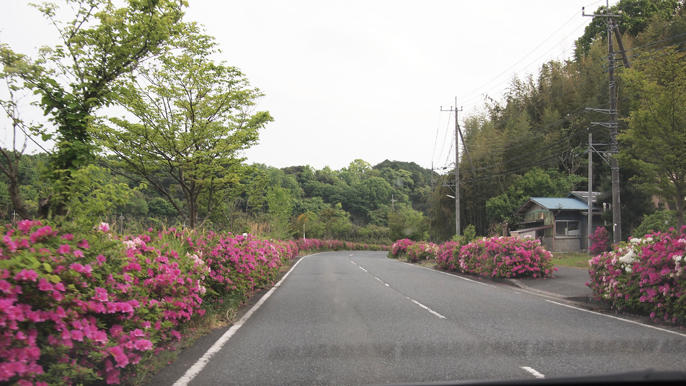 千葉県道33号君津平川線のつつじがキレイ 木更津のことなら きさらづレポート きさレポ