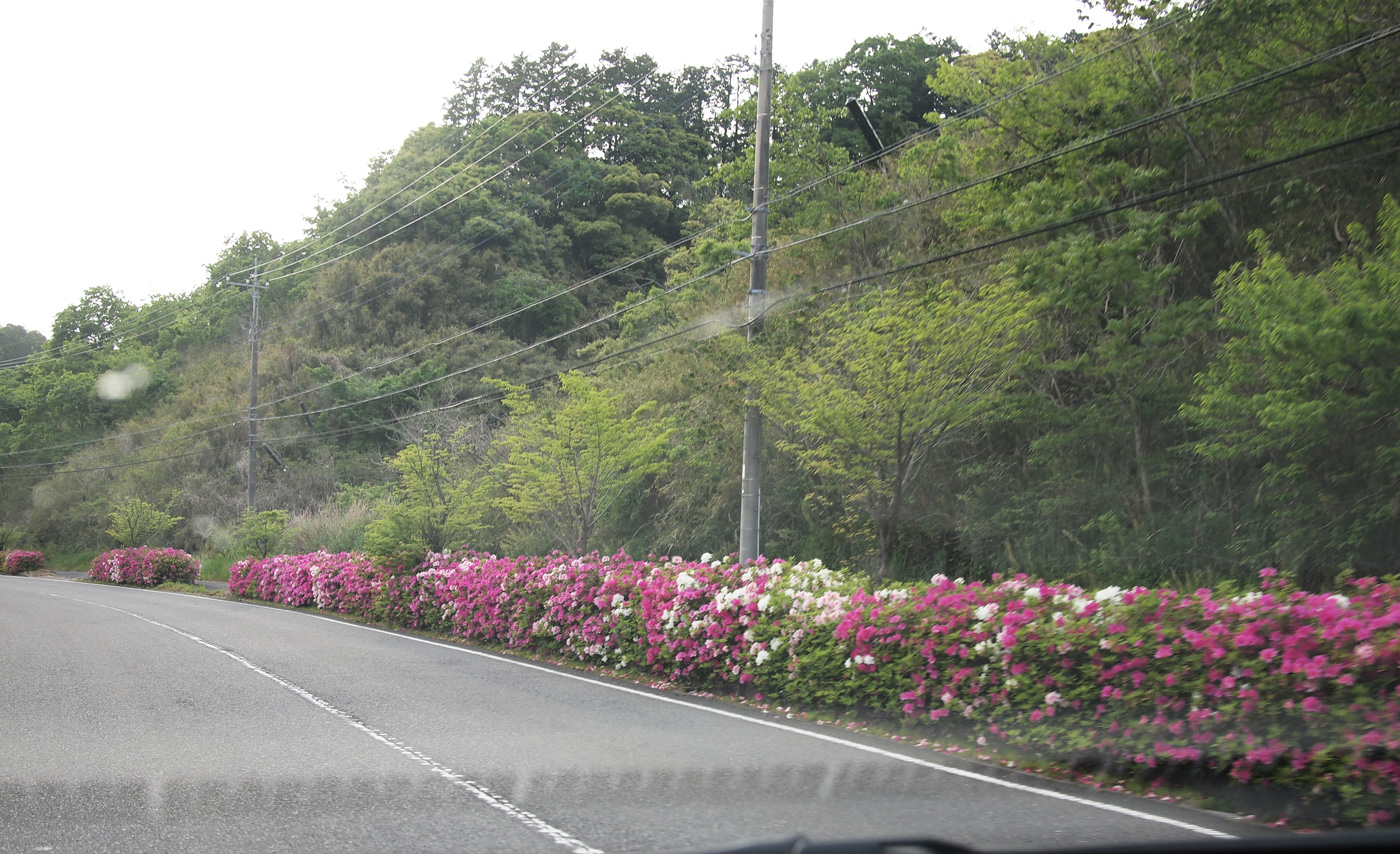千葉県道33号君津平川線のつつじがキレイ 木更津のことなら、きさらづレポート【きさレポ】