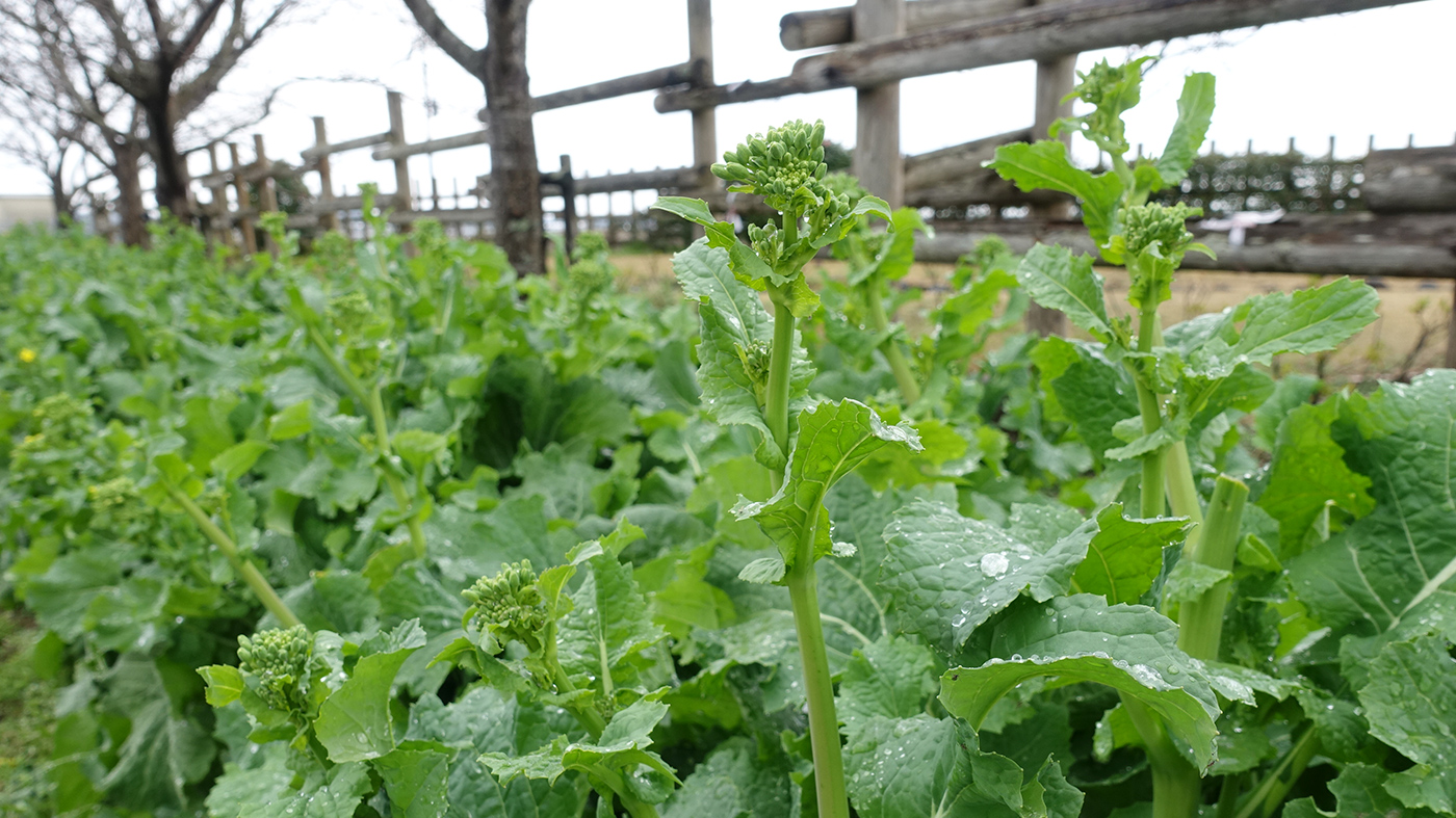 【詰め放題】今年もひらおかの里で「食用なばなの摘み取り」が出来ます 木更津のことなら、きさらづレポート【きさレポ】