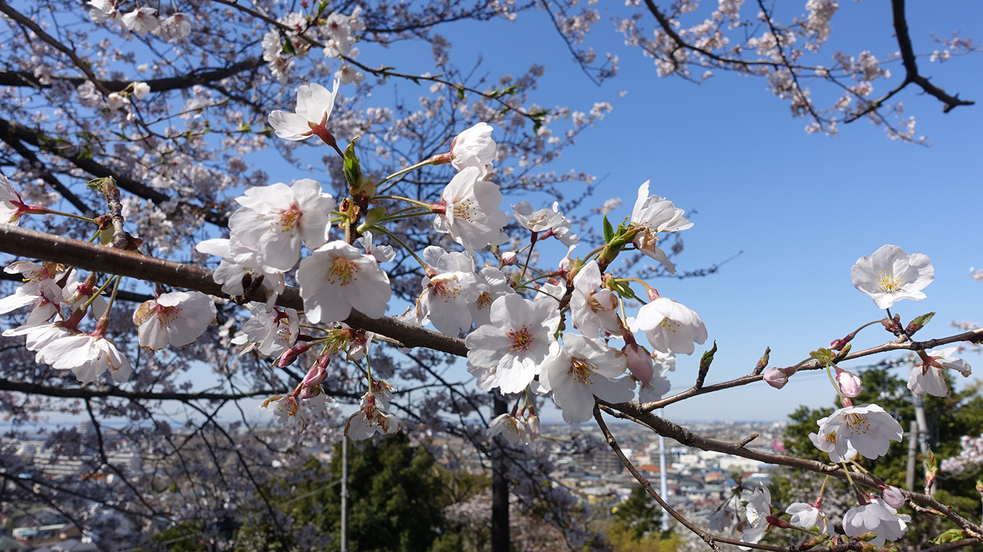 各所の桜を楽しむイベントが中止】桜の咲き具合をみてきた（3月25日