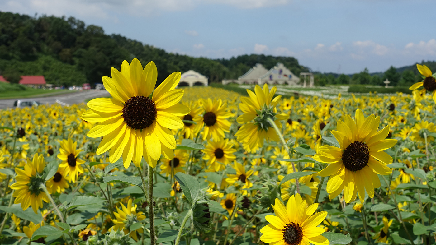 東京ドイツ村 1株で100輪の花を咲かせる ひまわり サンフィニティ が見頃を迎えています 木更津のことなら きさらづレポート きさレポ