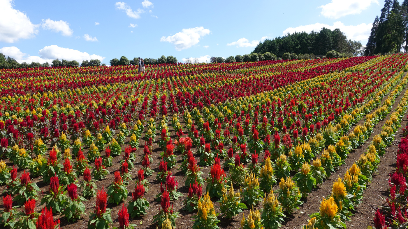 東京ドイツ村 羽毛のようなふわふわとした花の ケイトウ が見頃を迎えています 秋の味覚収穫も 木更津のことなら きさらづレポート きさレポ 東京ドイツ村 羽毛のようなふわふわとした花の ケイトウ が見頃を迎えています 秋の味覚収穫も 木更津のことなら きさらづレポート きさレポ