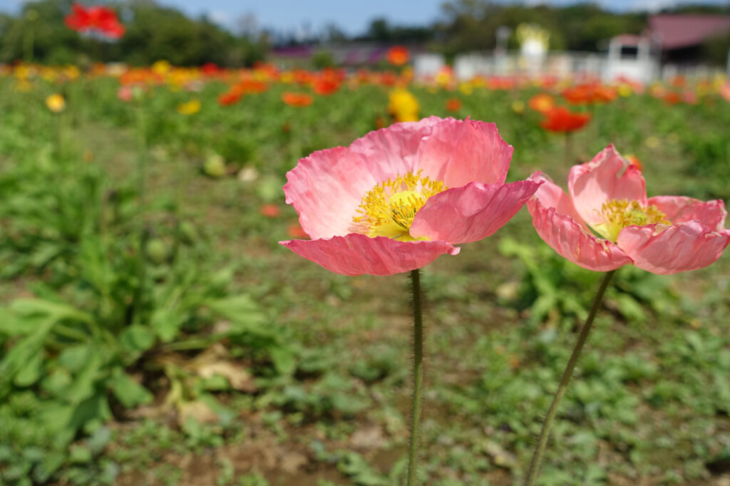 東京ドイツ村 花摘みも楽しめる ポピー が見頃を迎えています 花の地上絵の一部になれる 周年記念フラワーアート も 木更津のことなら きさらづレポート きさレポ