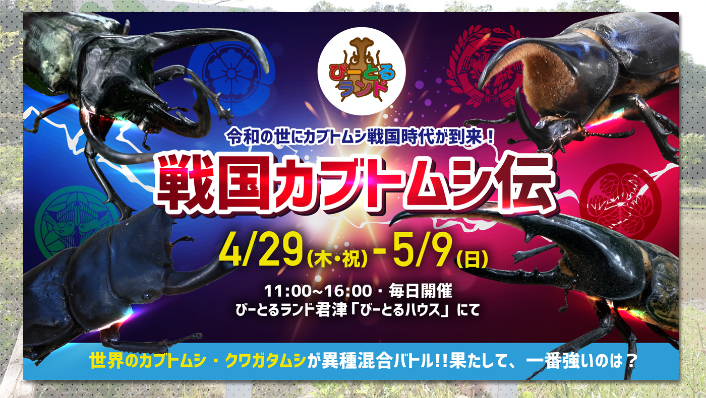 甲虫たちが戦国武将に 君津市の びーとるランド君津 にて 戦国カブトムシ伝 イベントを4 29 木 祝 5 9 日 に開催 木更津の ことなら きさらづレポート きさレポ 甲虫たちが戦国武将に 君津市の びーとるランド君津 にて 戦国カブトムシ伝 イベントを4 29 木 祝 5 9 日 に開催 木更津の ことなら きさらづレポート きさレポ