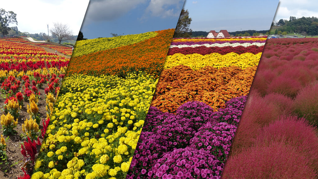 東京ドイツ村 マリーゴールドやコキアの紅葉など 4カ所の花畑で秋の花が見頃を迎えています 木更津のことなら きさらづレポート きさレポ