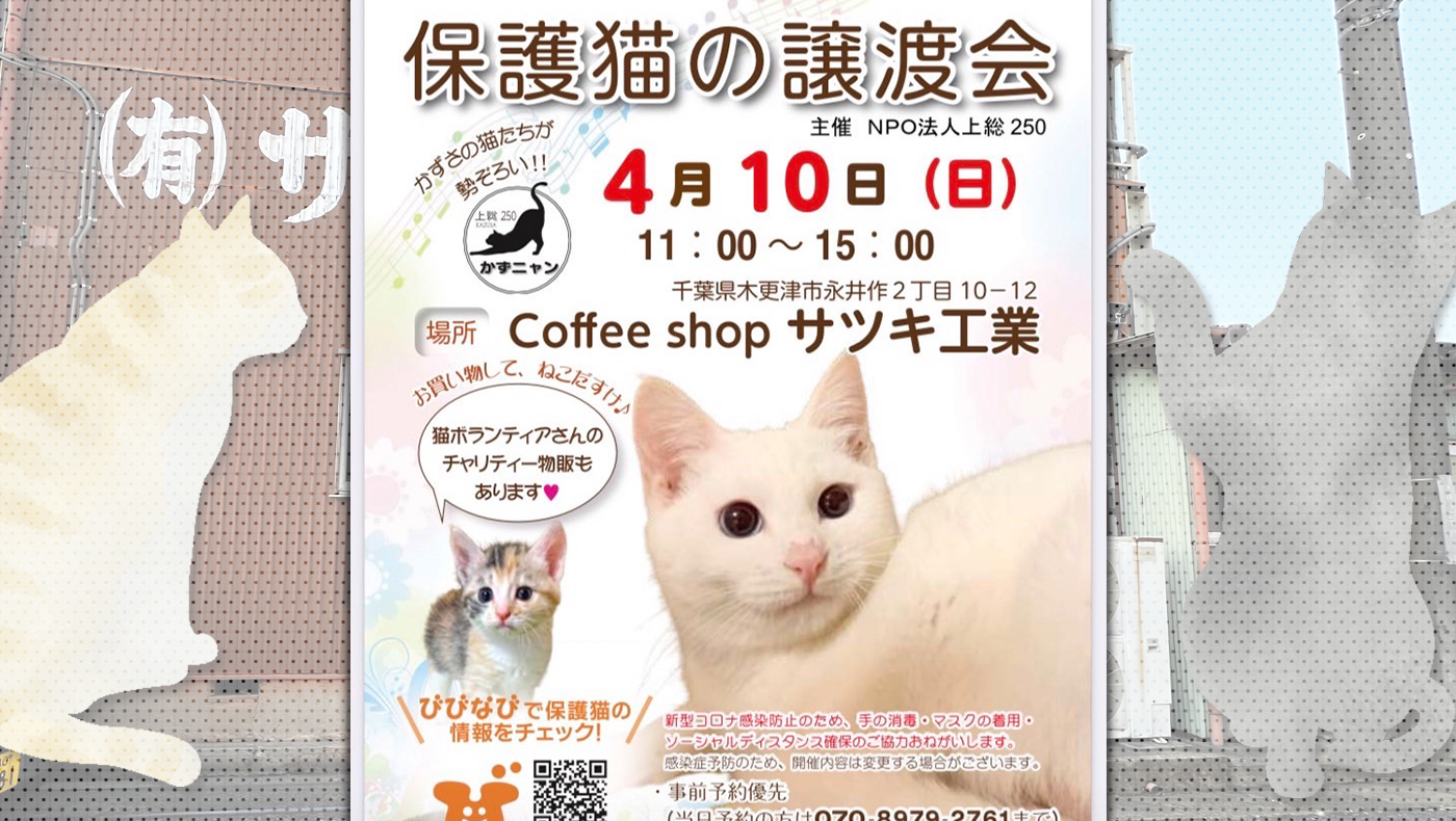チャリティー物販も 木更津市永井作にて かずニャン保護猫の譲渡会 が4月10日 日 に開催されます 木更津のことなら きさらづレポート きさレポ