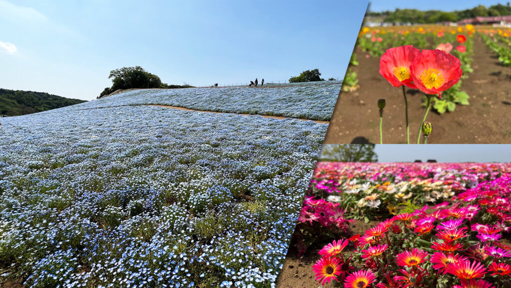 東京ドイツ村 青空のような澄んだブルーの ネモフィラ など 3カ所の花畑で見頃を迎えています 木更津のことなら きさらづレポート きさレポ