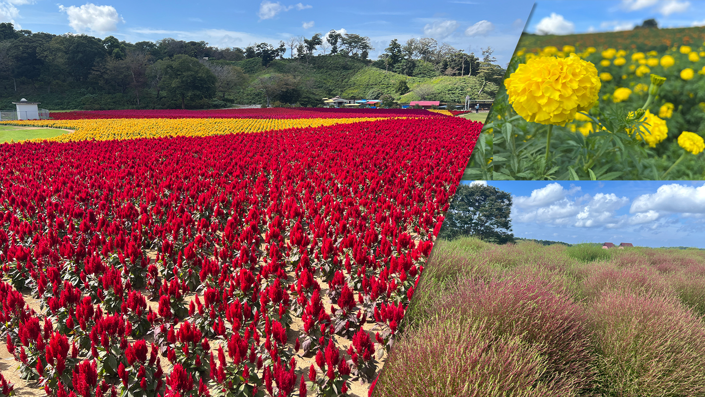 東京ドイツ村 ケイトウ など 秋の花が見頃を迎えています 木更津のことなら きさらづレポート きさレポ