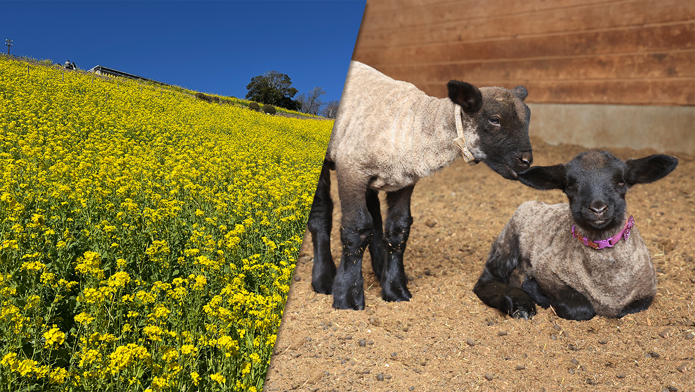 マザー牧場】羊の赤ちゃんが誕生！ふれあいイベントの開催や限定