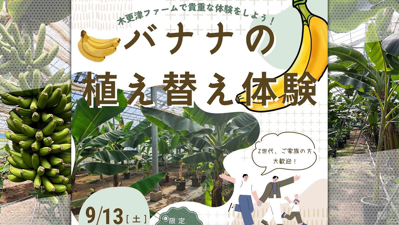 バナナの木＆その他 バナナの木 モンキーバナナ 大サイズ 6号ポット大苗 沖縄県産 果樹