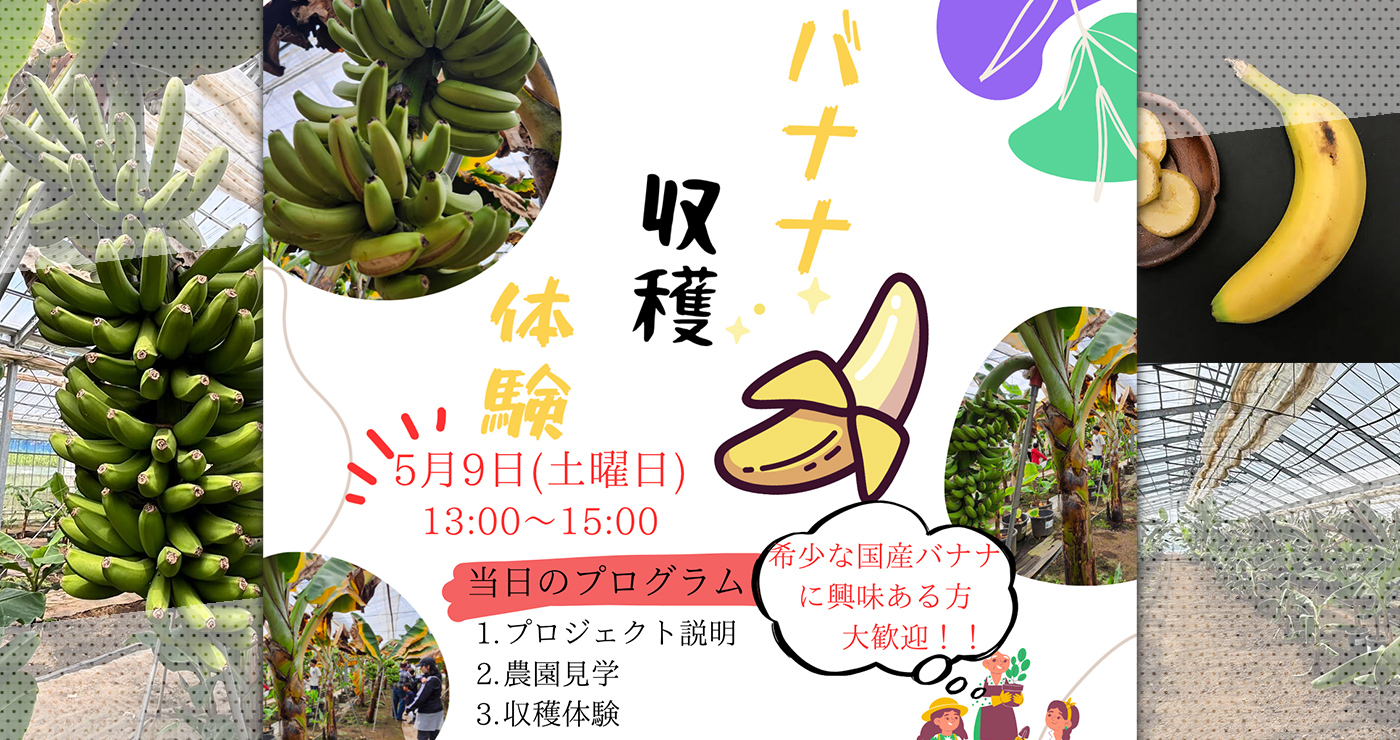 バナナ　2月　お知らせ 3周年記念 まえばしバナナ農業体験 ｜道の駅まえばし赤城